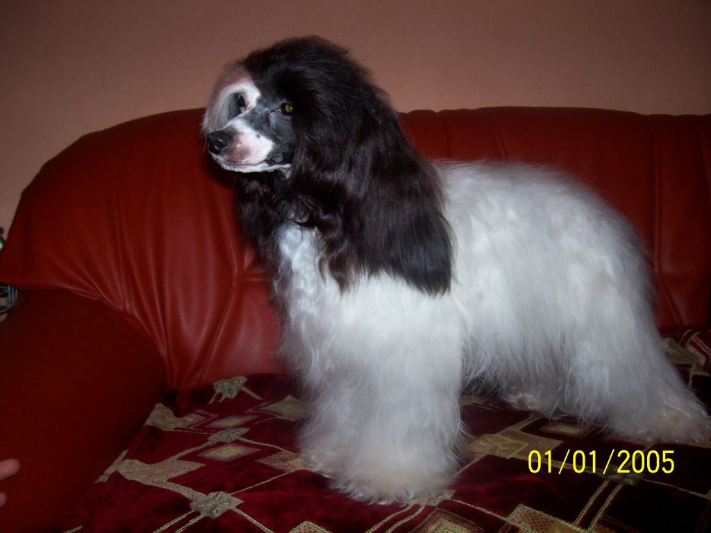 Darinka-Kelly Gold Anet