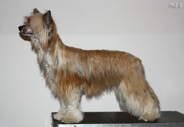 Bionity Amaranthus Gracilis 