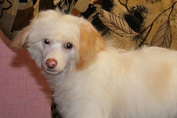 Osvald Puhovoe Oblako