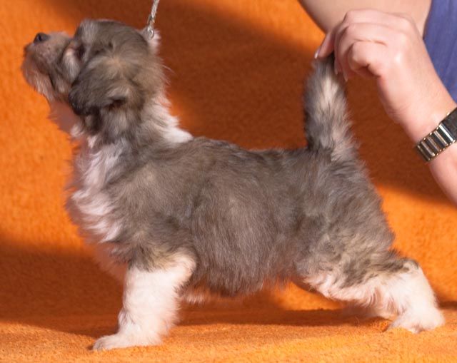 Arabesque De Gabritho