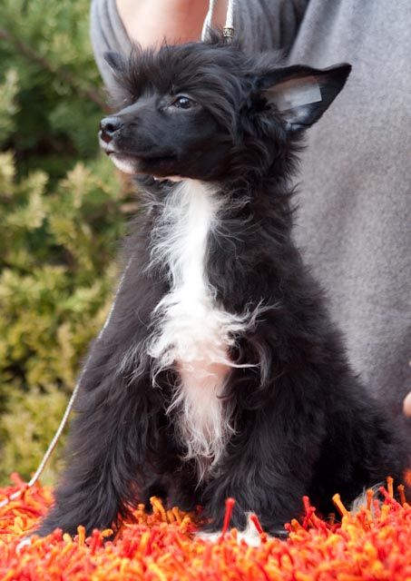 Black Gun Powder De Gabritho