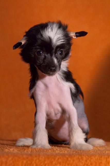 Black Pearl De Gabritho