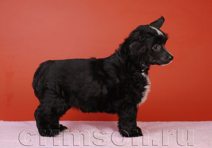 Rus Crimson Empaer Shantal'