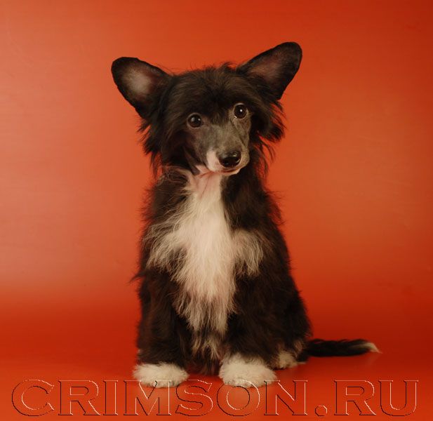 Rus Crimson Empaer Shadow Flight