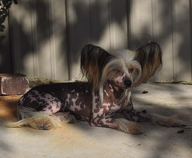 Silver Bluff Fly Like A Dove