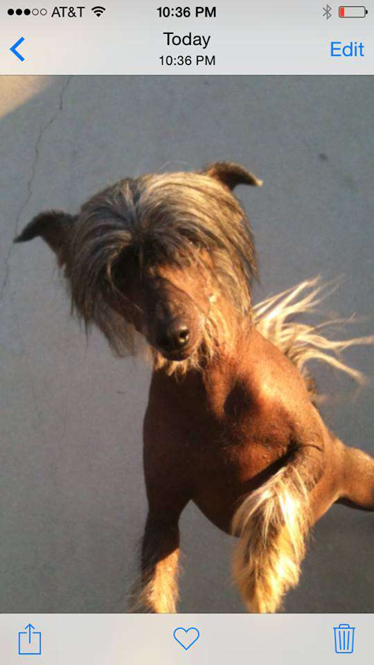 Ponyville's Jiminy Cricket