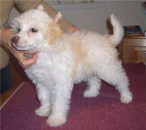 Pretty as a Peach Fantasy Island