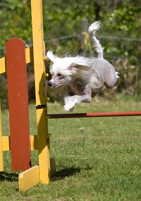 Proud Pony apple blossom