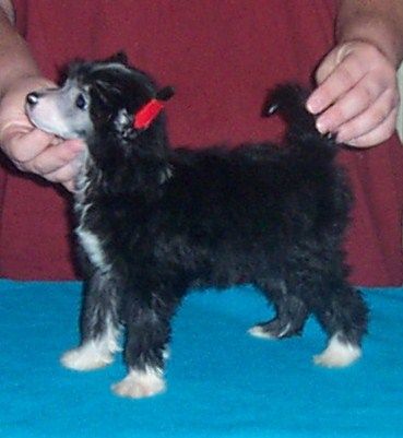 Mosaic-Spiritual Monique