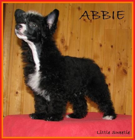 Abbie Little Sweetie