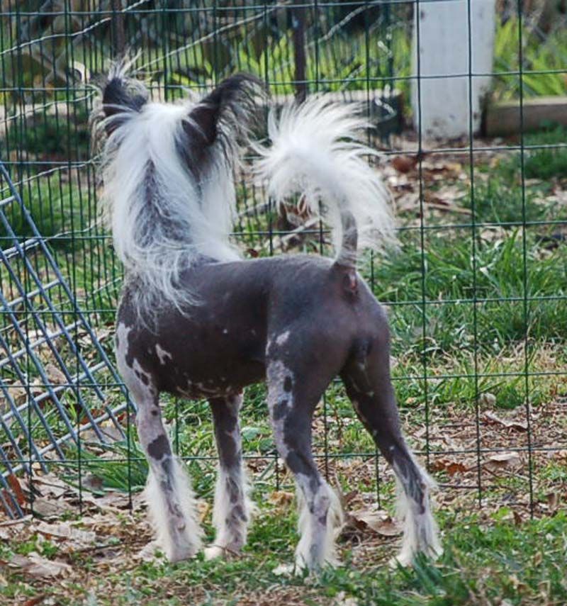 Silver Bluff G'Day Mate