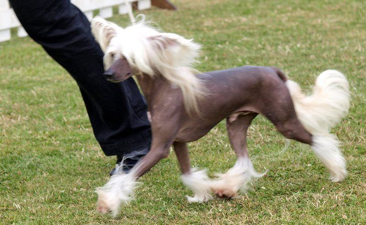 Leibwache Bazooka Joe