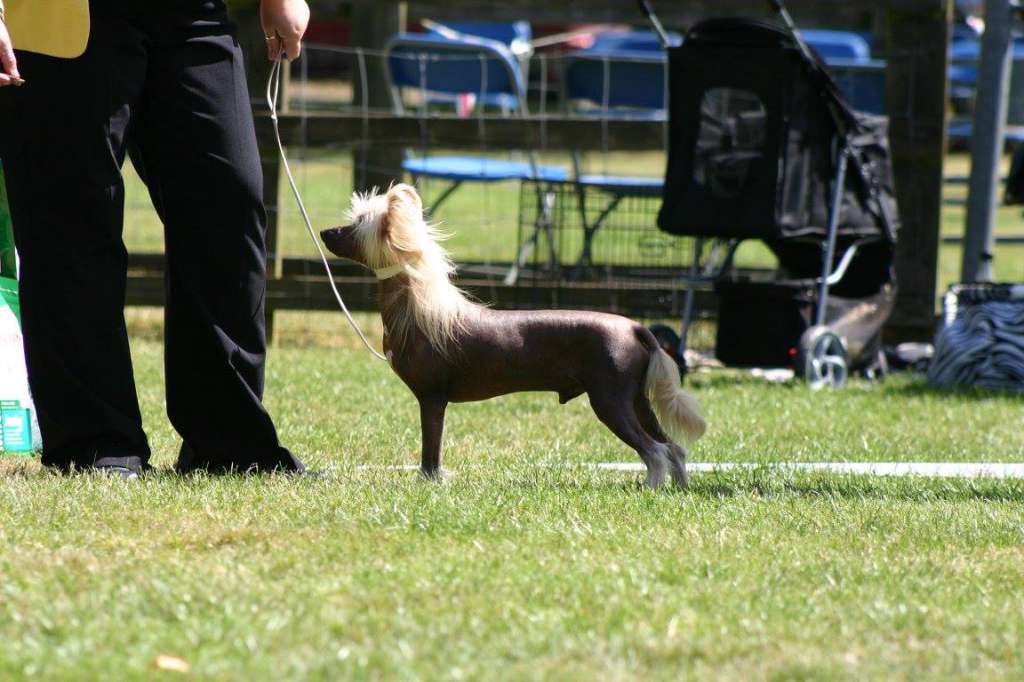 Leibwache Rufus Ruffcut