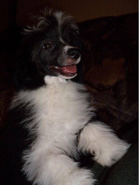 Radinka Muza Crested