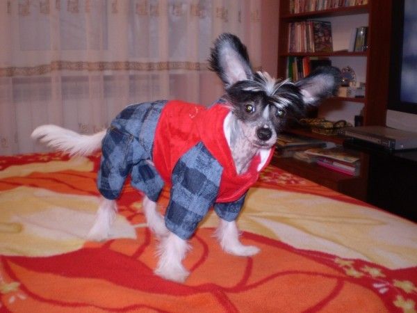 Rocki - Rocco Muza Crested