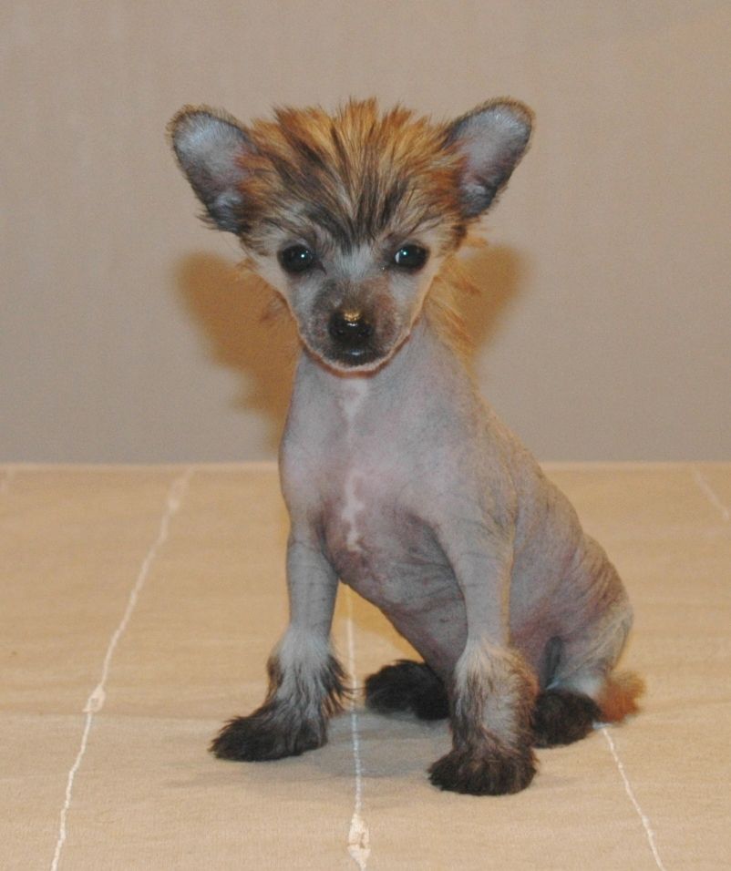 Irlande Little Champs