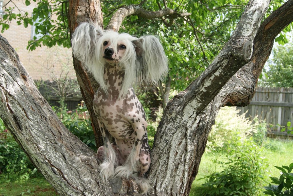 Armani  Sharm     First  Girl