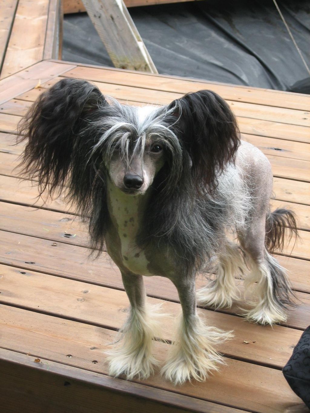 Candy Queen's She's One Of A Kind