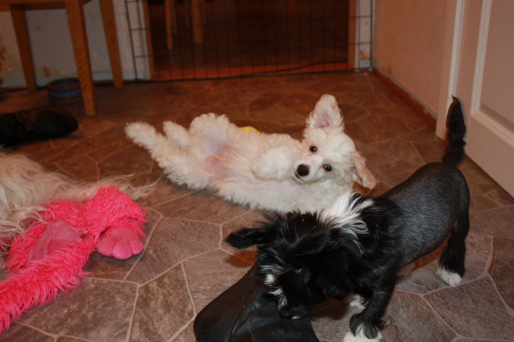 Cosplay's Roffe By Demand