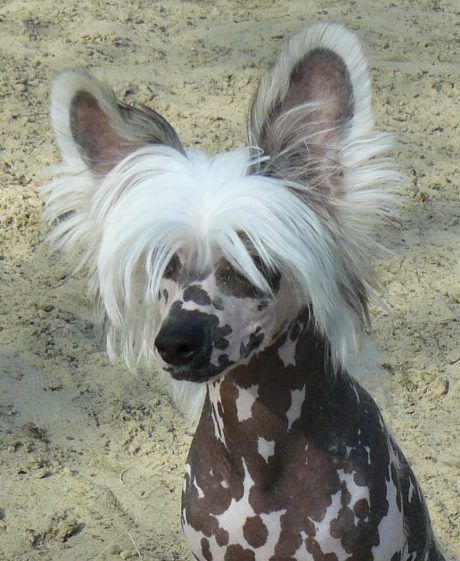 I' M Special Top Model De Rama