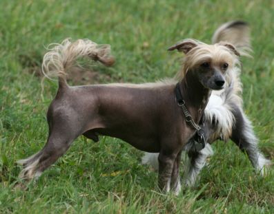 Benni Bandit vom Feenmond