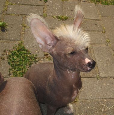 Be-Rush vom Feenmond