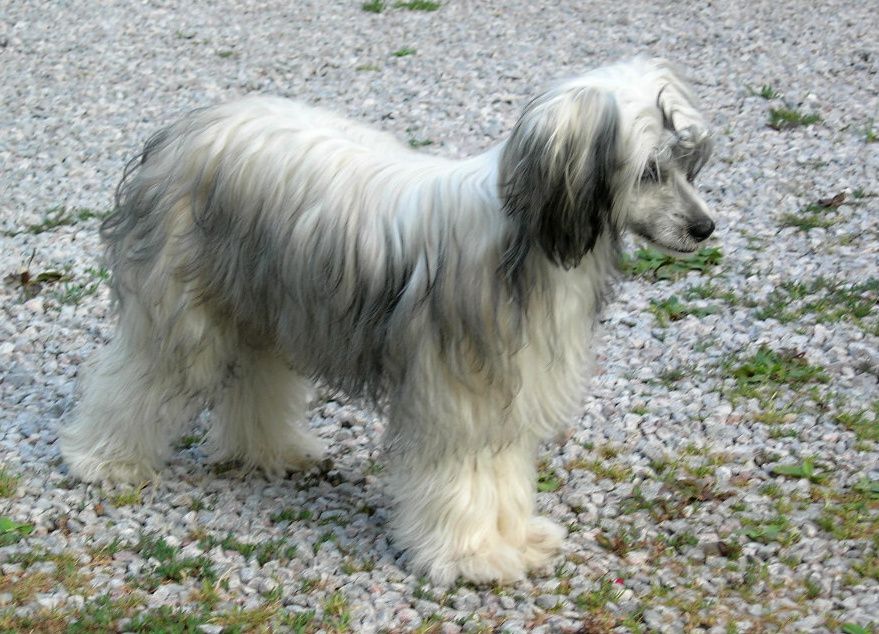 Cristine Lily Nazarad