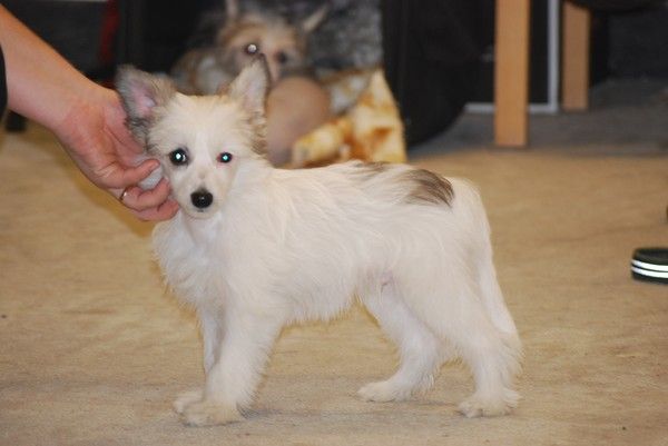 Stormcrest Cliffhanger