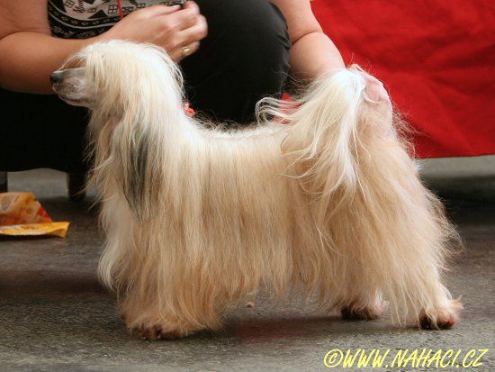 Catty z Kamilkové zahrady