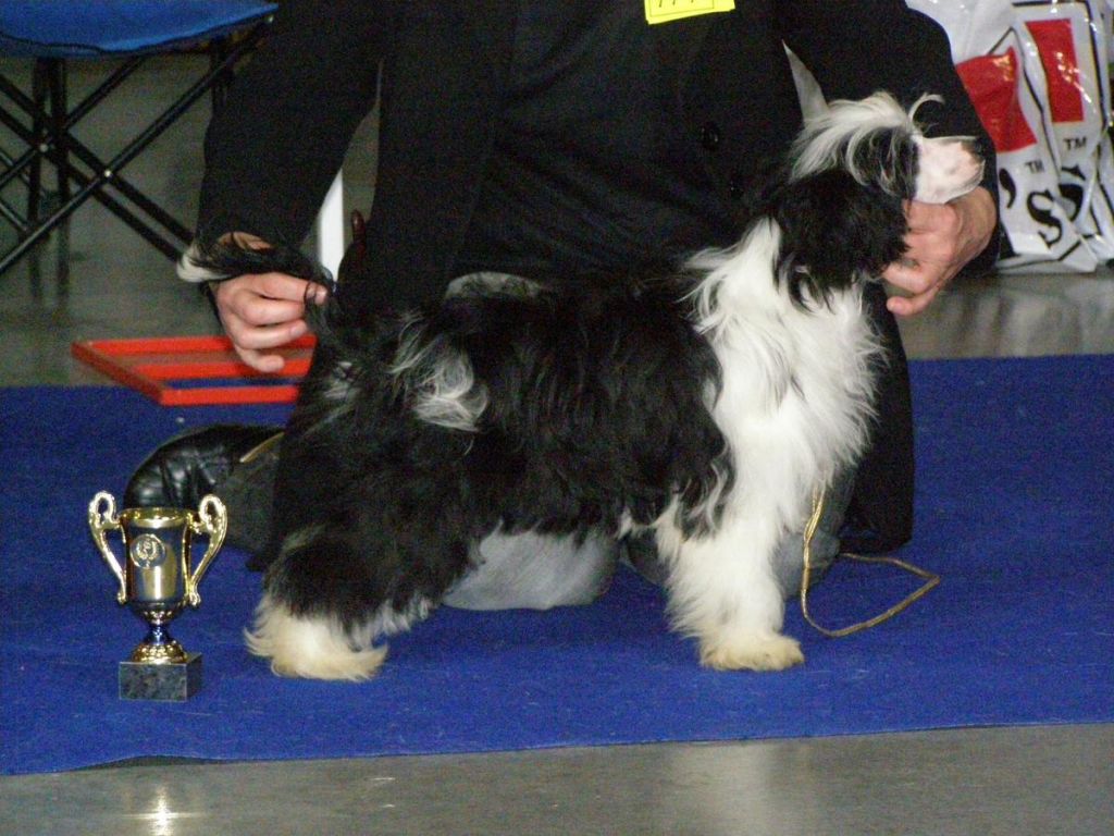 Rhapsody in Black  Al Maarii Sapphire