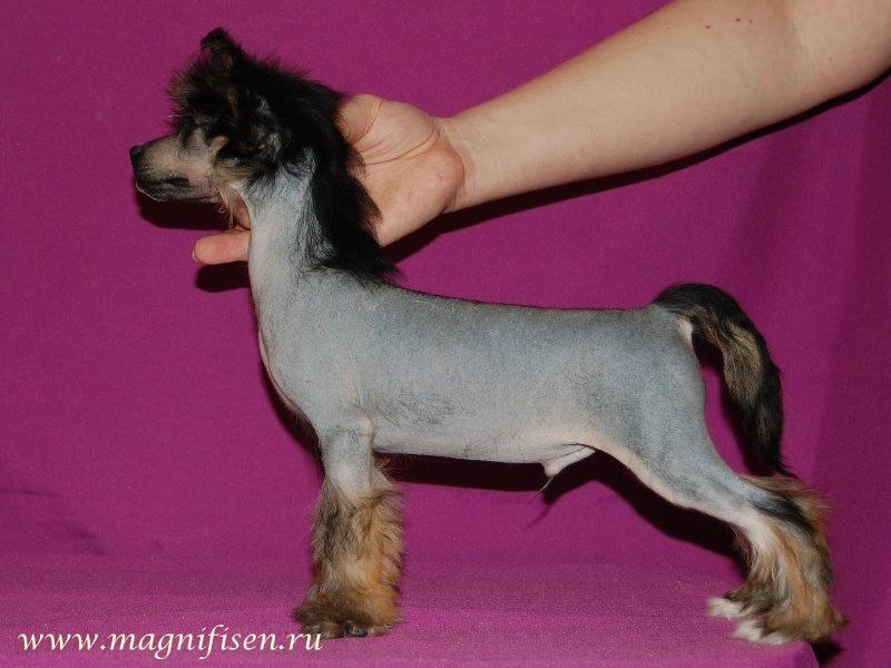 True Magnifisen Reagan