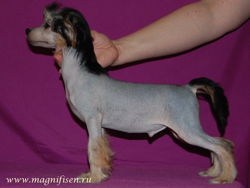 True Magnifisen Rembrant