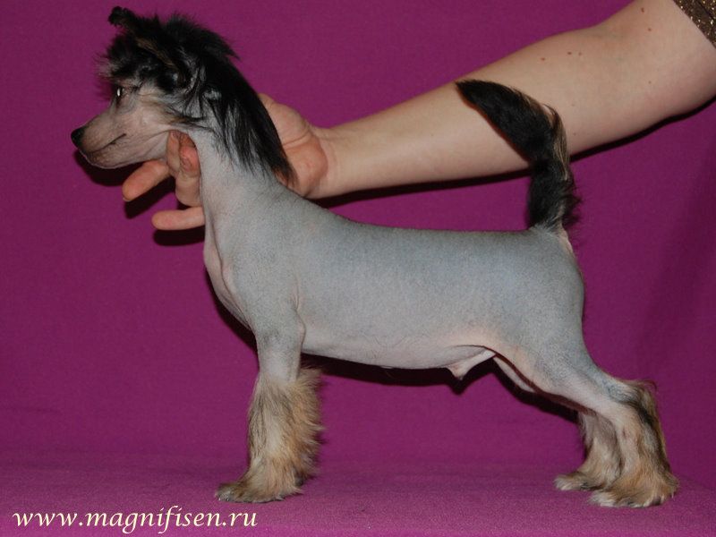 True Magnifisen Renuar