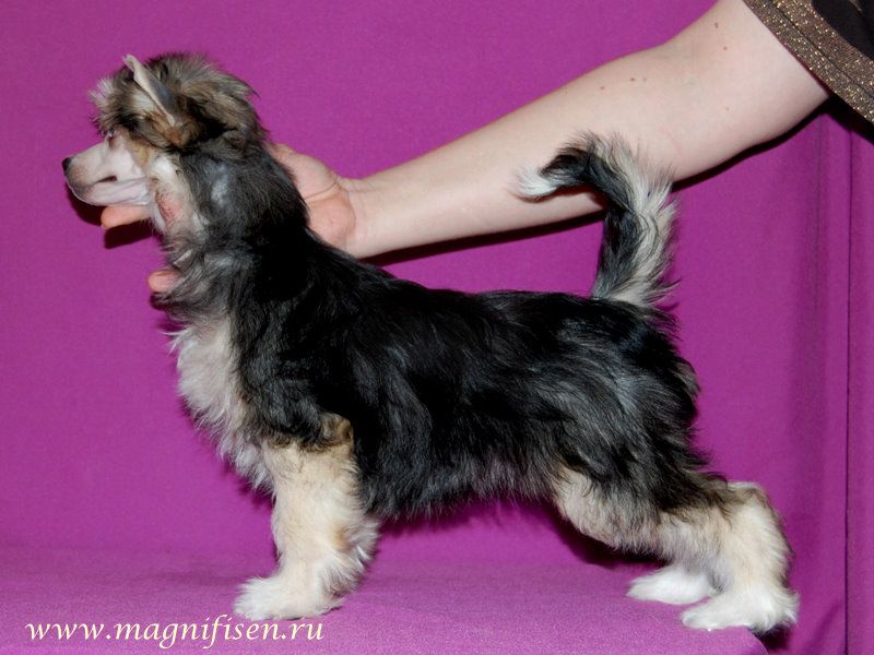 True Magnifisen Regina