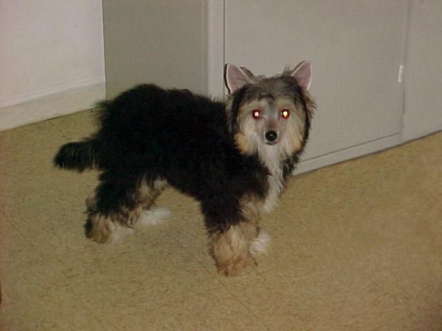 Holliwould Gun Slinger