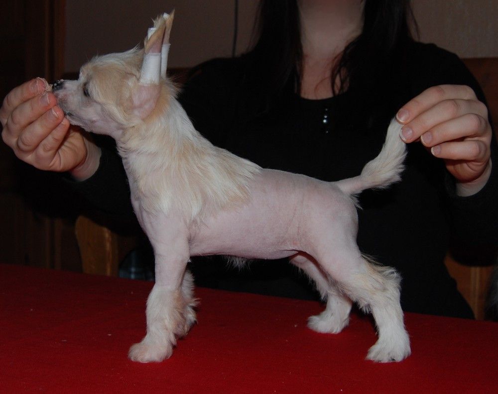 I'skytrouble's Born To Be Bonnie