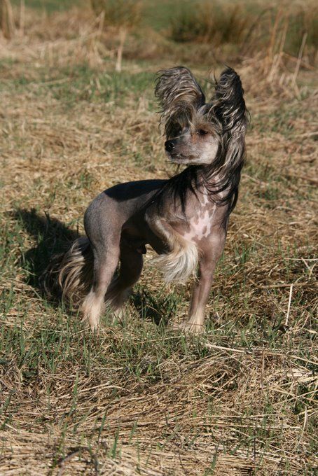 I'skytrouble's Born To Be Handsome