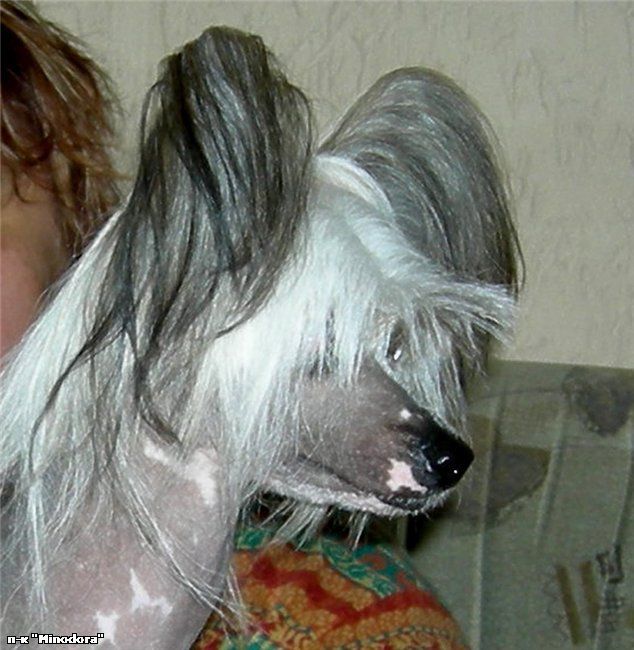 Minodora Gaspoja Udacha