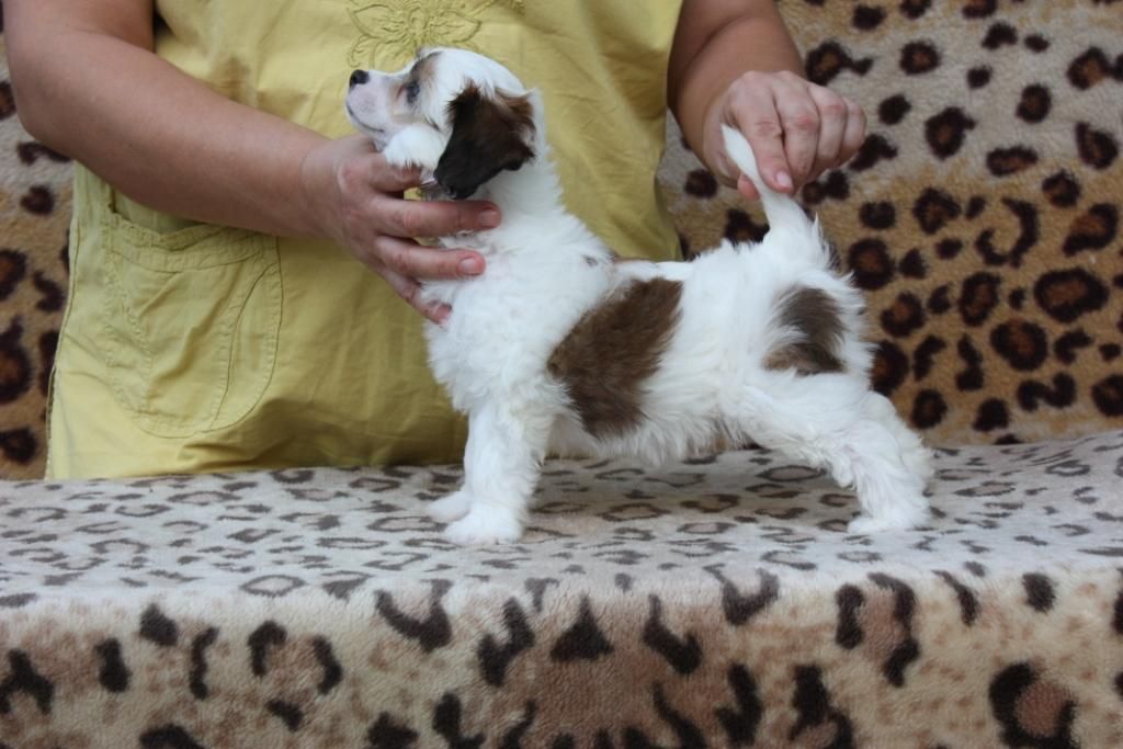 Zheneva-Debjut Rio-Rita