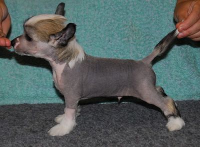 Princess Leia's These Days