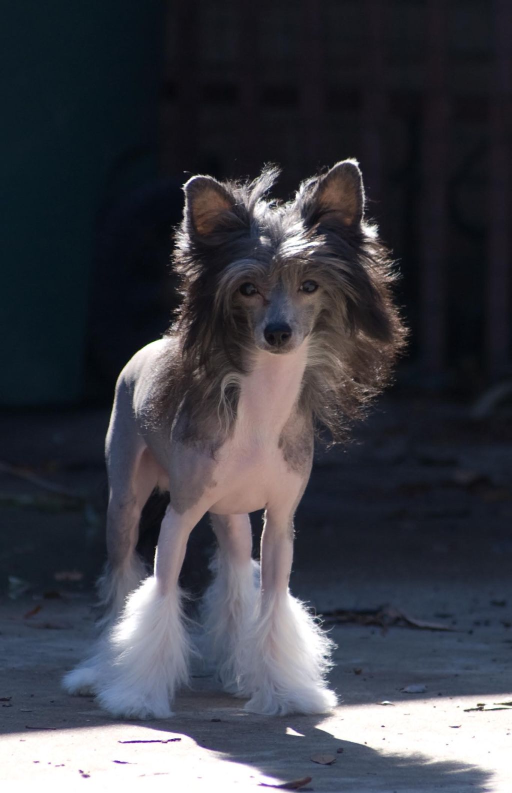 Carrera's Law of the Jungle