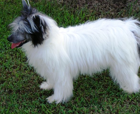 Silvercreek's Chai Tea Latte