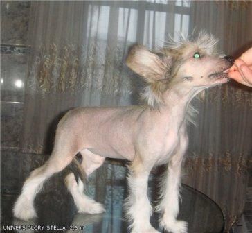 Univers Glory Stella  