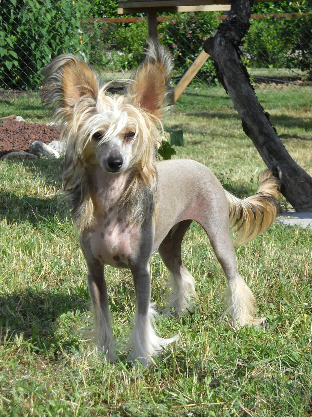 Ella Enchanted du Domaine du Président