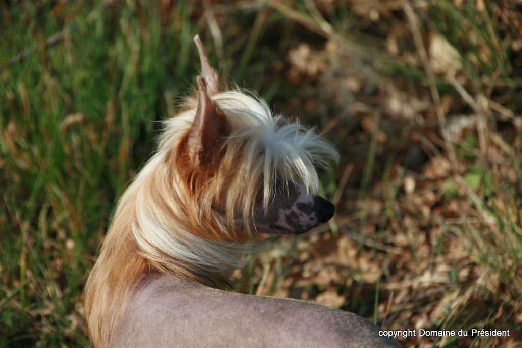 El Dorado du Domaine du Président