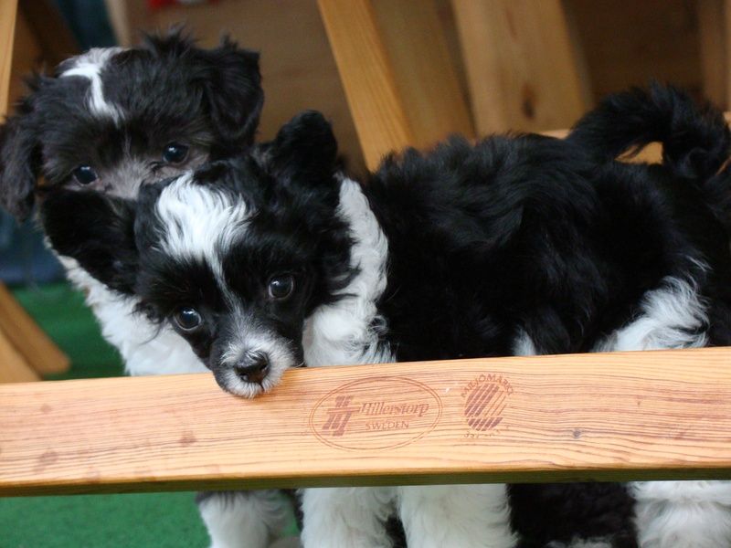 Baby Pearl Cocco Chanel 