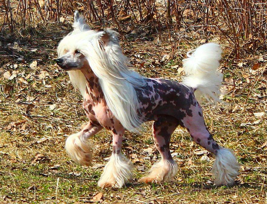 Angel O' Check Nerano Espozitty.