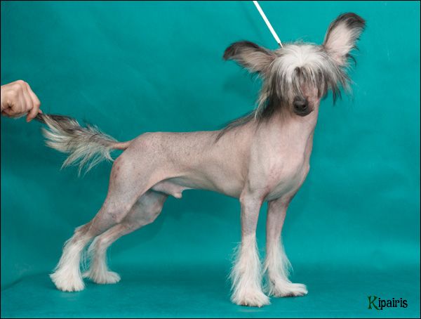 Fantastik Kashmir Gregory