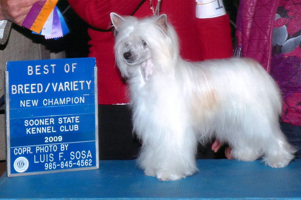 Crestars Jelaine Phoebe PF