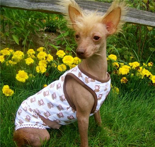 Rcrested Shooting Star Make A Wish